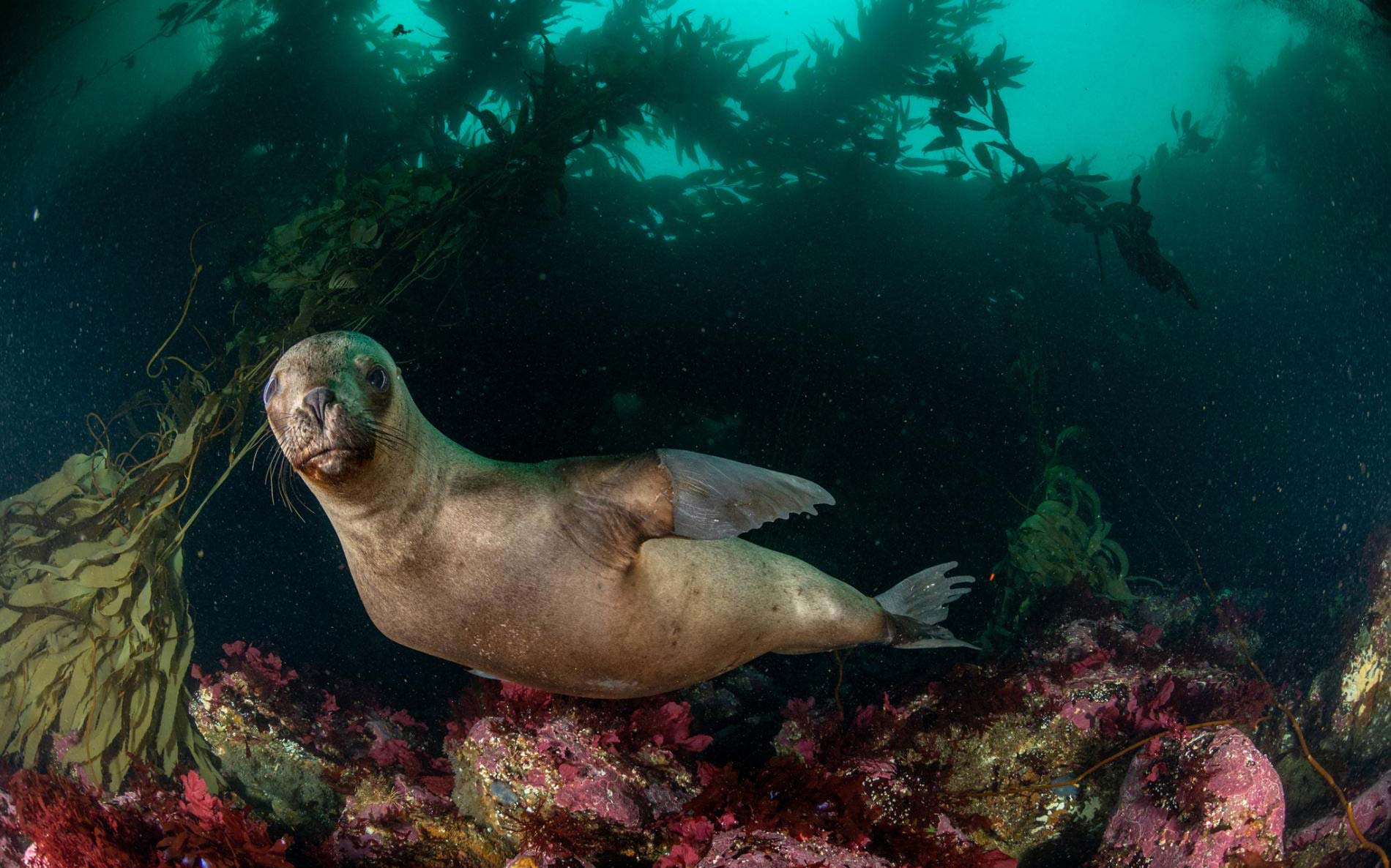 National Geographic's Best Animal Photo's of 2020