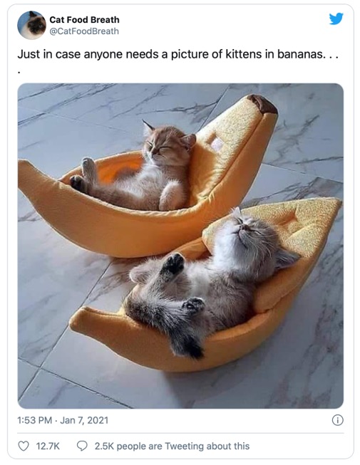 Cats in Bananas