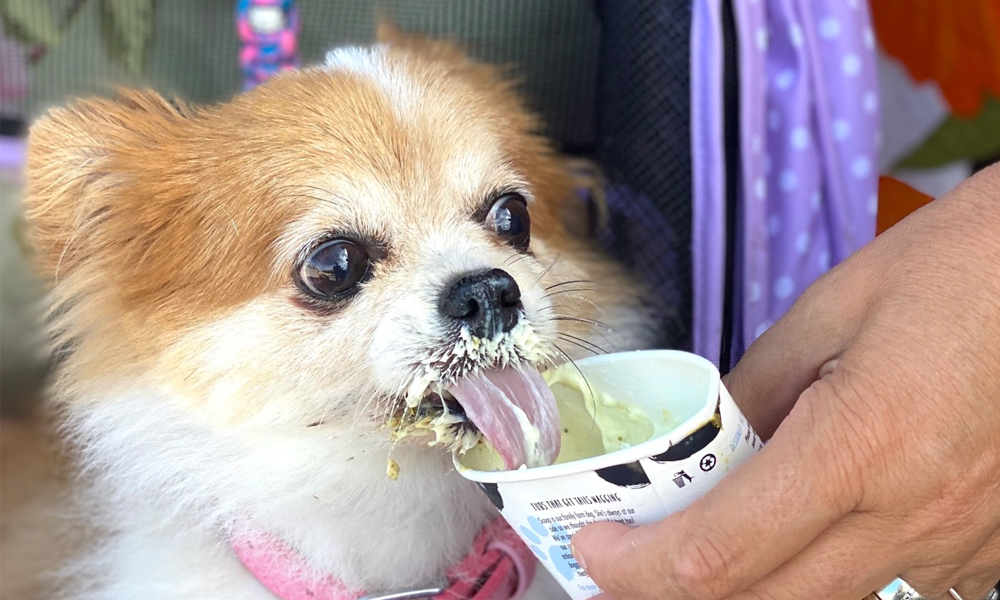 Small Dog Eating Ice Cream