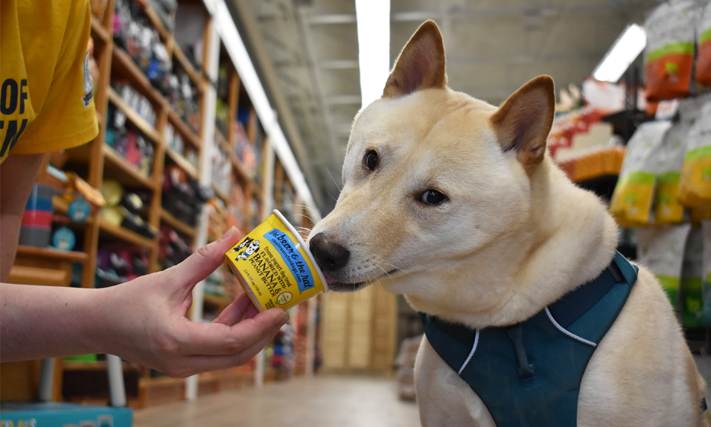 Dog eating ice cream cup from hand inside store