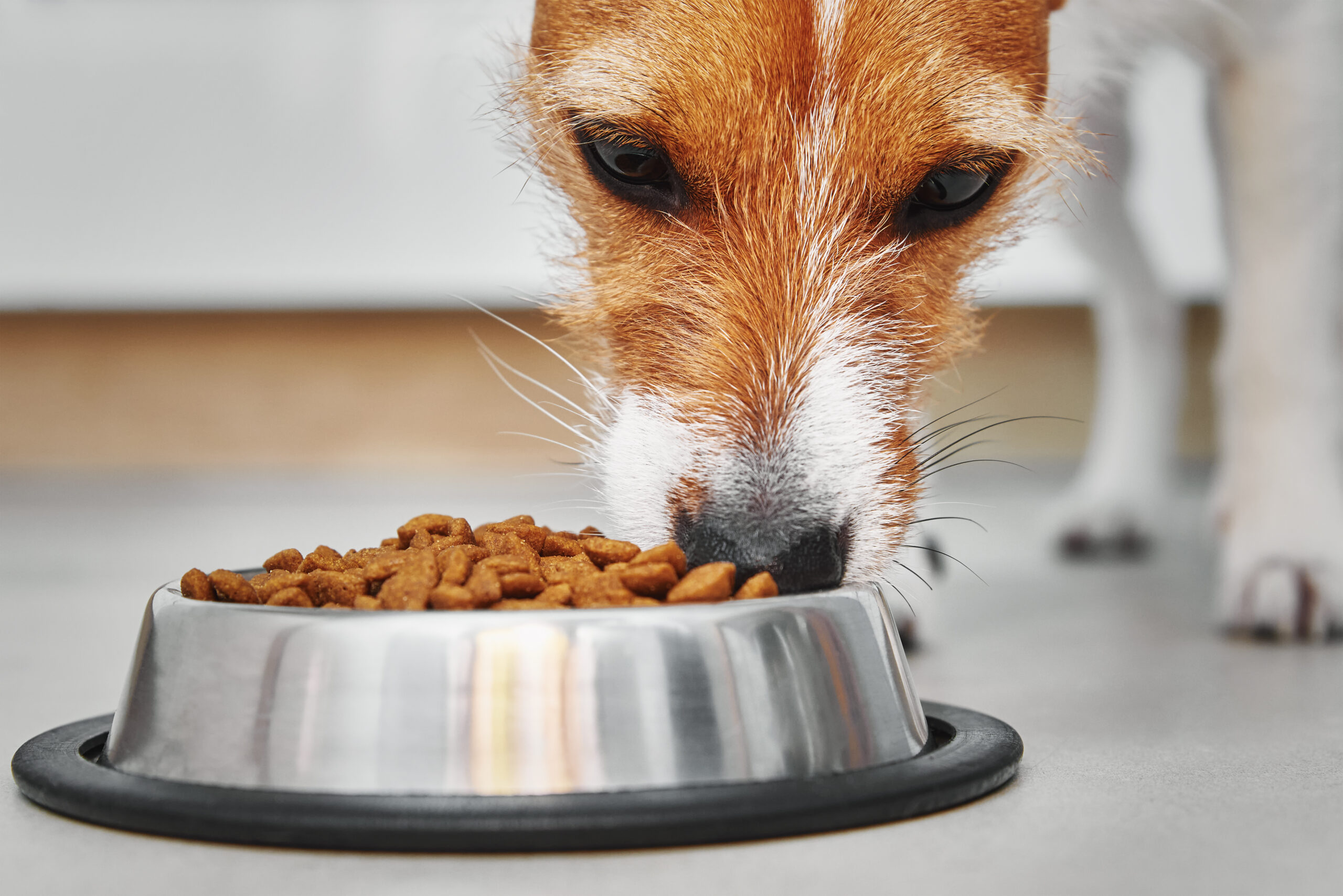 Can Dogs Digest Carbohydrates? - NorthPoint Pets & Company 