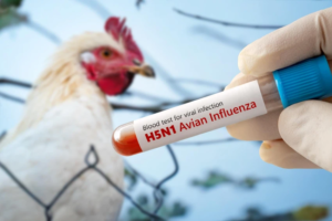 Blood test for H5N1 Avian Influenza held by a gloved hand, with a chicken in the background. Learn about bird flu risks, symptoms, and prevention for pets.