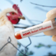 Blood test for H5N1 Avian Influenza held by a gloved hand, with a chicken in the background. Learn about bird flu risks, symptoms, and prevention for pets.