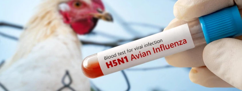 Blood test for H5N1 Avian Influenza held by a gloved hand, with a chicken in the background. Learn about bird flu risks, symptoms, and prevention for pets.